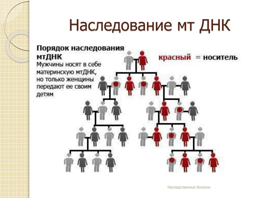 Генетическое наследование. Порядок наследования. Передача наследства схема. Генетические заболевания передающиеся по наследству по отцовской. Гены отца передаются сыну