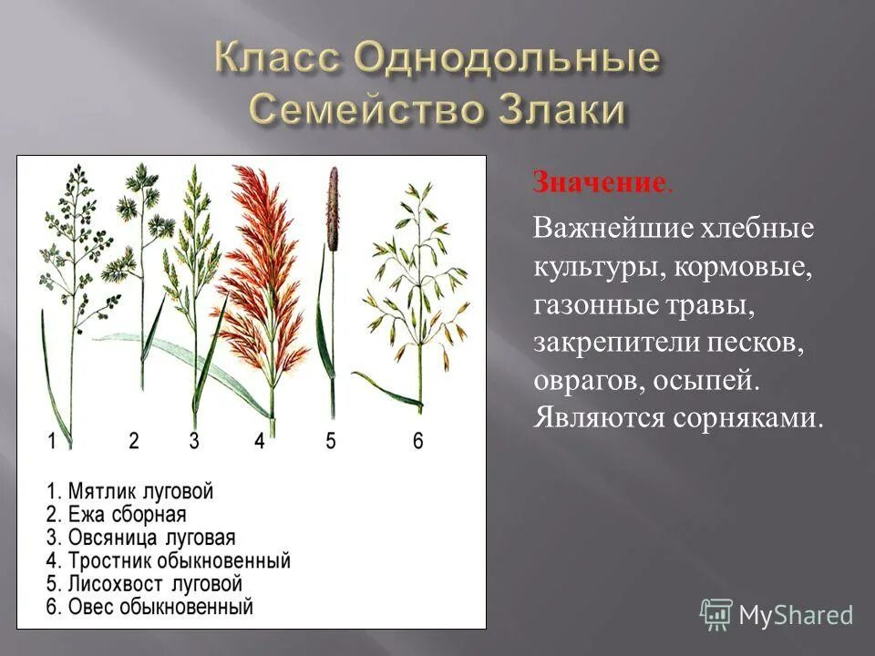 Однодольные растения сорняки злаки. Однодольные растения пырей. Класс Однодольные семейство злаковые злаки. Кормовые Однодольные растения. Спаржа однодольное или двудольное растение