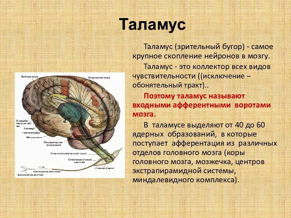 Таламус головного мозга. Таламус анатомия. Физиология промежуточного мозга. Продолговатый мозг физиология. Что такое таламус