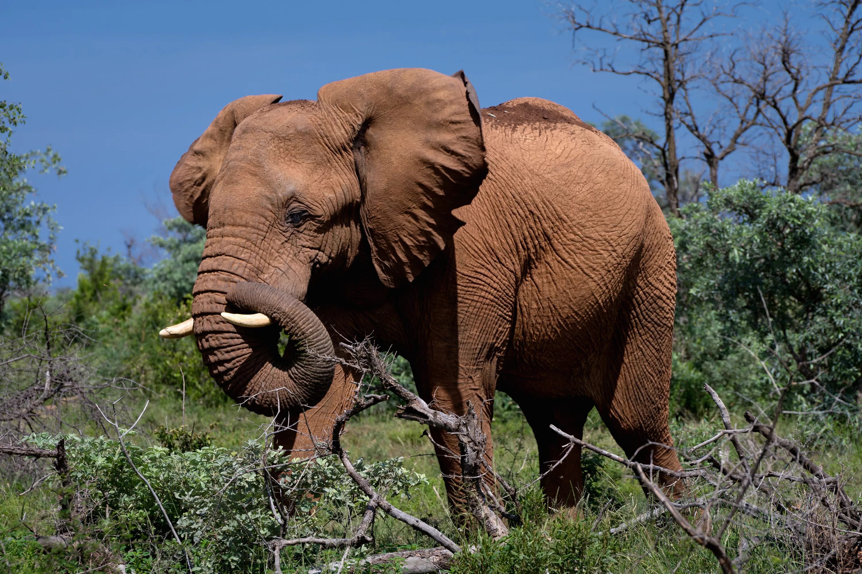 Huge elephant. Слон. СЛОРН. Н Л О. Слон животное.