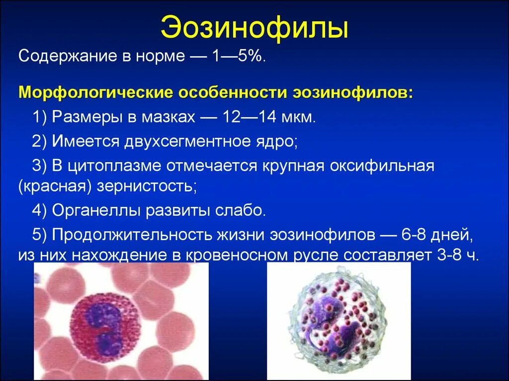 Эозинофилы содержат