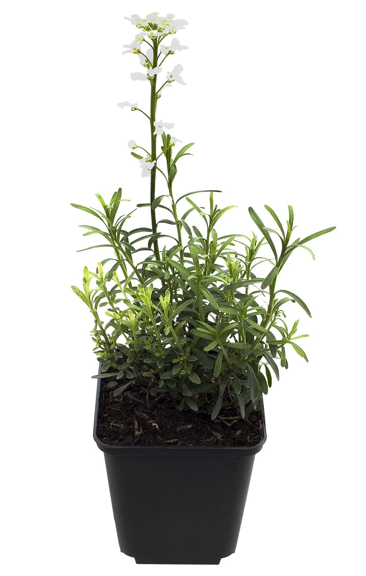 Иберис вечнозеленый / iberis sempervirens "whiteout". Иберис аметист гавриш. Иберис групп сантехника. Иберис групп сантехника. Иберис вечнозеленый тахои.