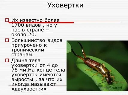 Уховертка выросты на конце туловища