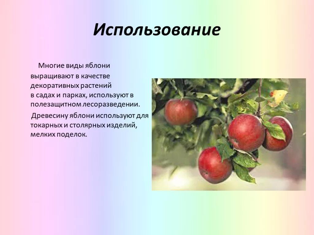 Как используют яблоню. Культурные растения яблоко. Презентация на тему яблоко. Яблоня окружающий мир.