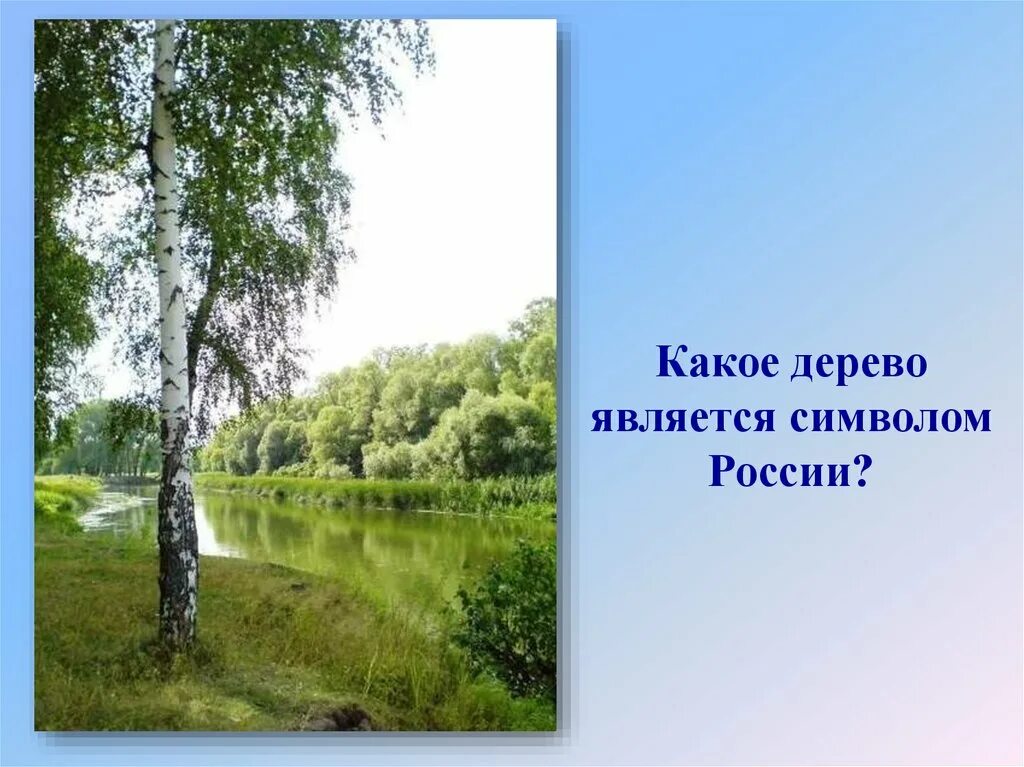 Дерево символ России. Береза символ России. Какое дерево является символом России. Дерево символ нашей Родины. Березка 4 класс