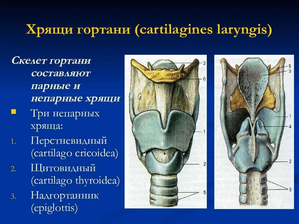 3 хряща гортани