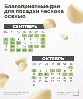 Благоприятные дни для посадки чеснока в октябре 2018