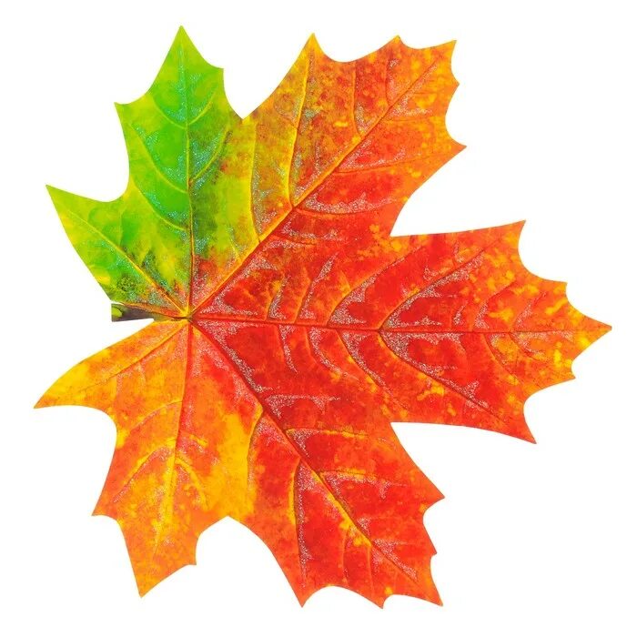 Листья клена 7. Кленовые листочки. Листики осенние. Осенний листок. Кленовый лист цветной.