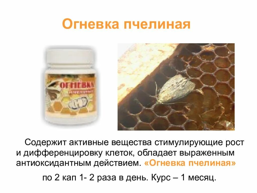 Что такое огневка пчелиная для чего. Огнёвка пчелиная. сила пчелы пчелиная огнёвка. пчелиная огневка побочные действия.
