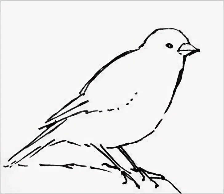 Птицы. Канарейка рисунок раскраска. Канарейка раскраска для детей. Канарейка раскраска. Птичка раскраска для детей.