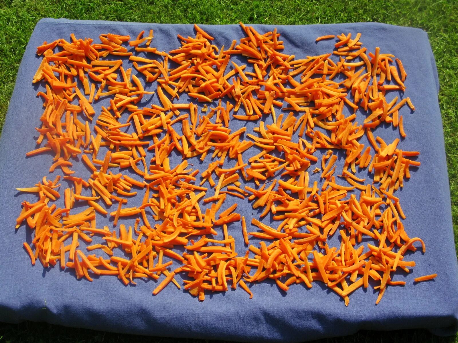 Можно ли сушить на солнце. Сушка моркови. Сушеная морковка. Морковь сушёная. Сухая морковь.