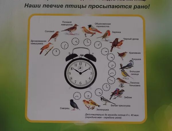 Какое рано время