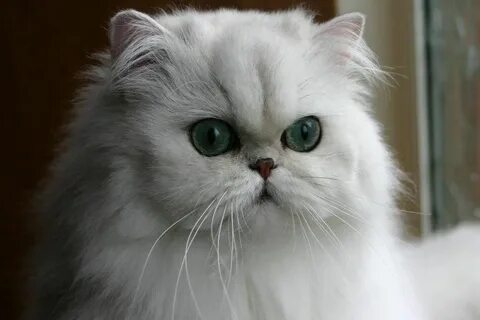 Персидская шиншилла