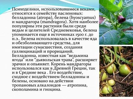 Белладонна перевод