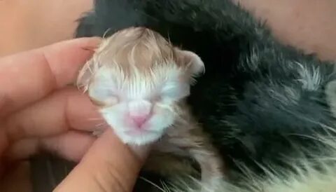 Она родила 1 котенка
