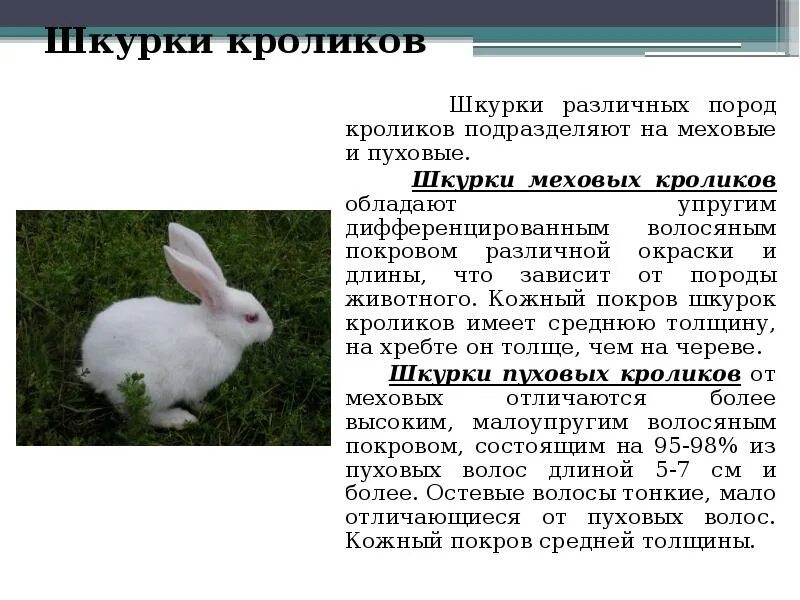 Вес калифорнийского кролика по месяцам таблица. Длина тела кролика. Длина тела кролика. Вес кролика в 5 месяцев. Бельгийские кролики великаны вес.