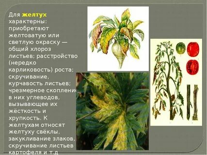 Болезни вызываемые растениями