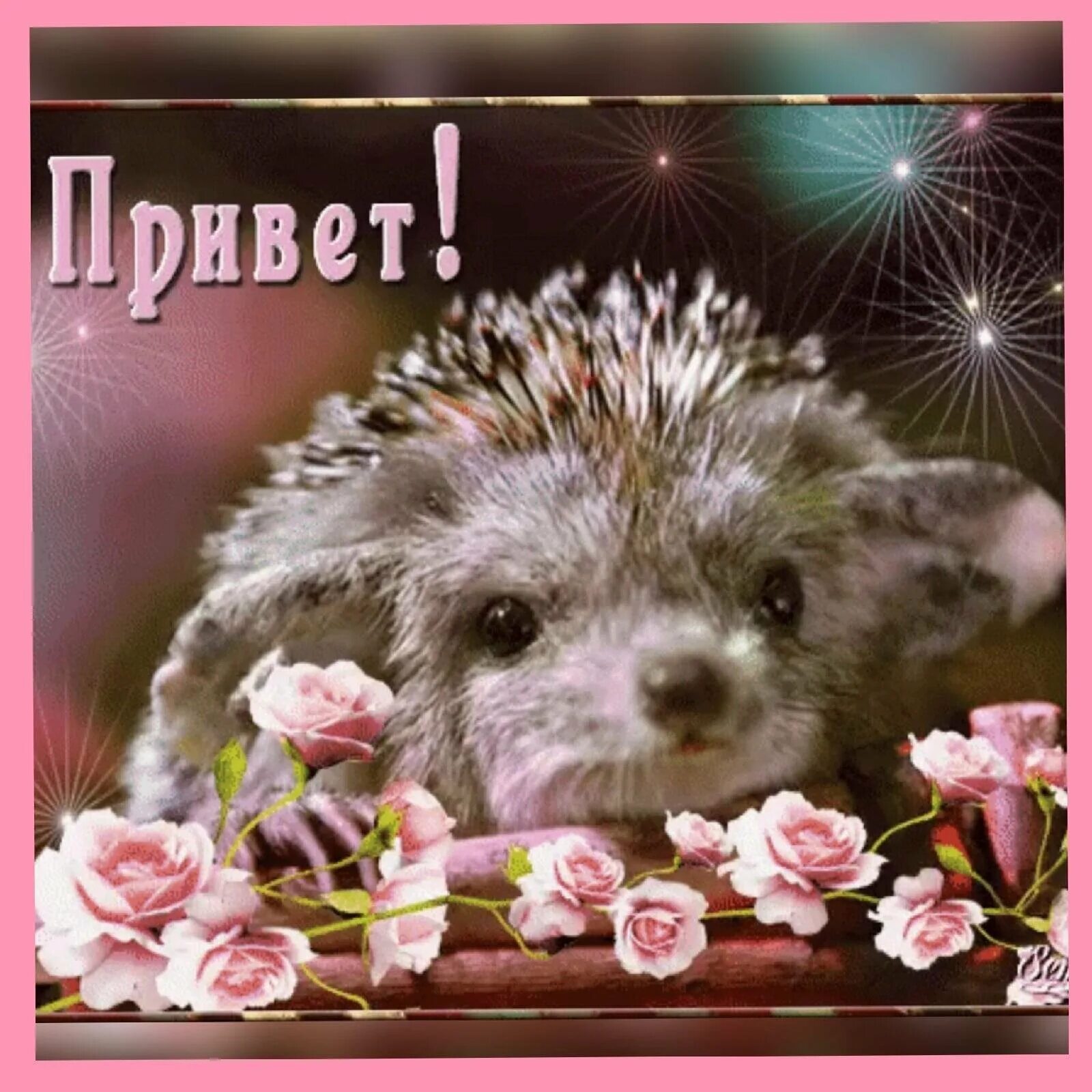 Открытка добрый ежик. Открытки привет. красивые открытки. привет ежик. привет от ежика.