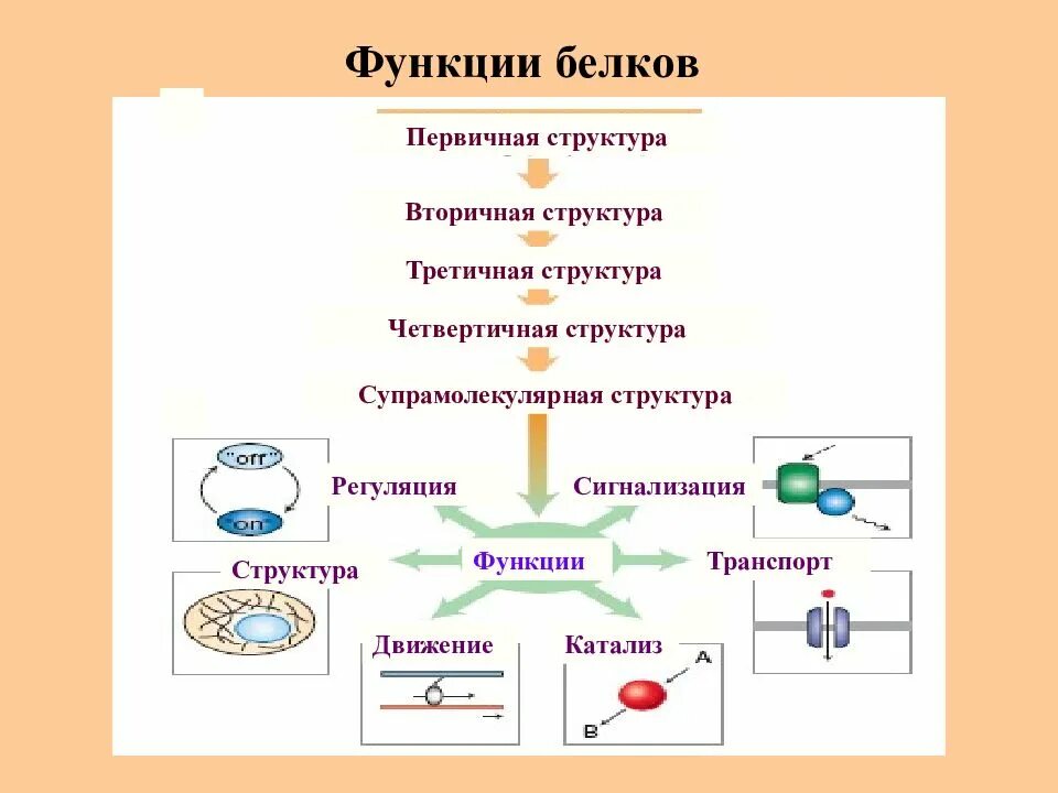 Белки механическая функция. Белок первичная структура вторичная третичная. Строение и функции белков биохимия. Вторичная функция белков. Функции первичных белков.