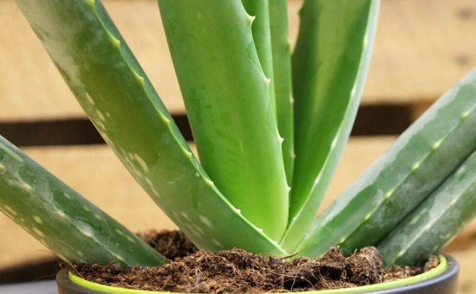 Aloe barbadensis. Уход за алоэ в горшке