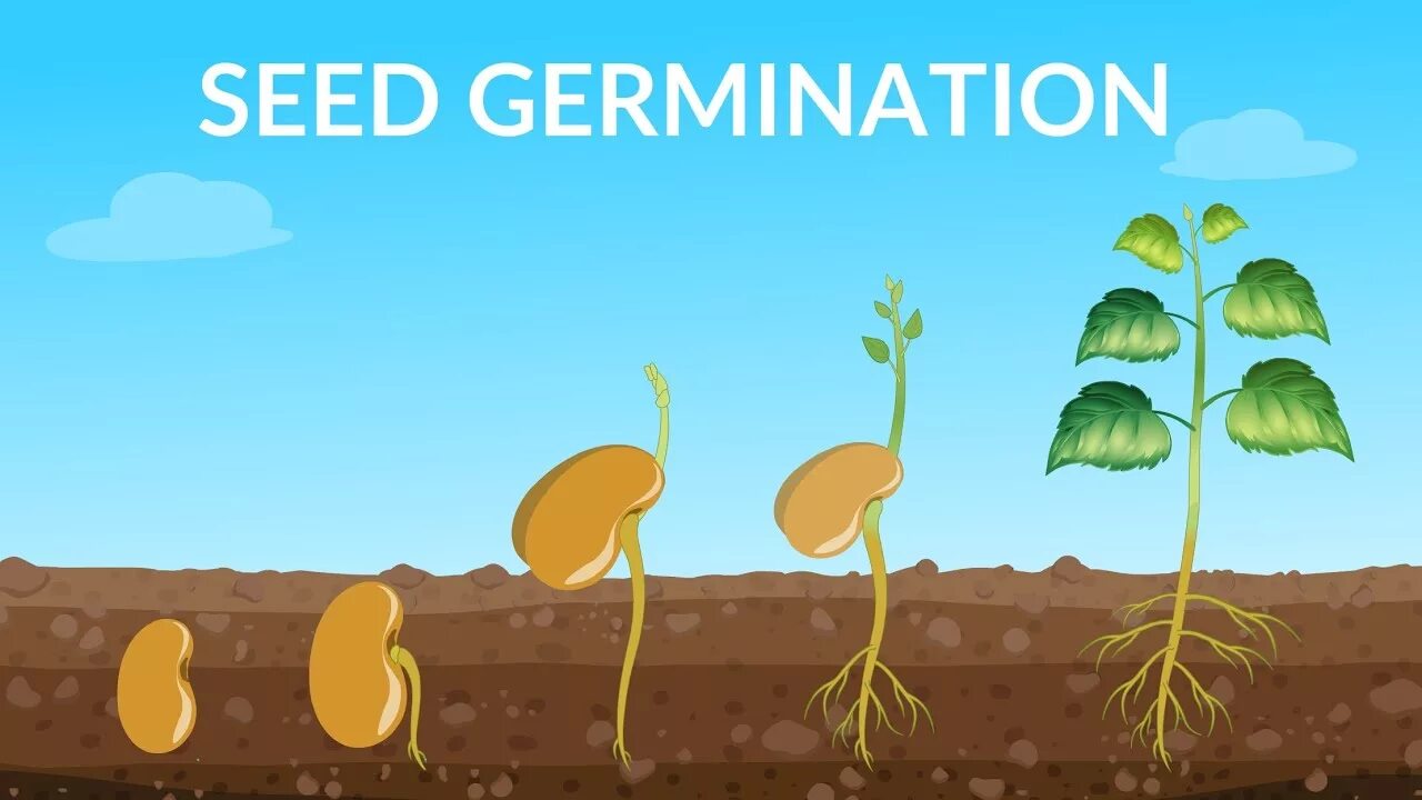 Germination. Germinating Seed. Проросшее зернышко. Stages of germination. Grow while