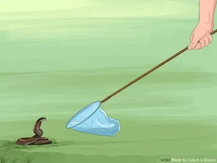 How to catch