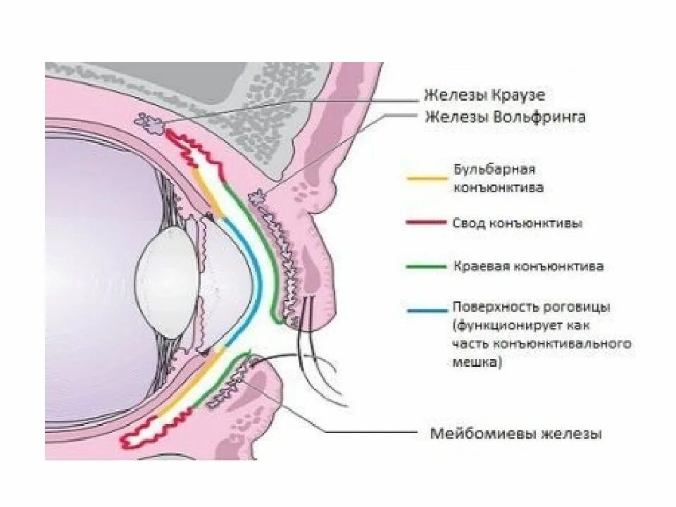 Конъюнктива склеры строение. Строение глаза конъюнктива склера. Конъюнктива глазного яблока анатомия. Тарзальная конъюнктива век. Нижний свод