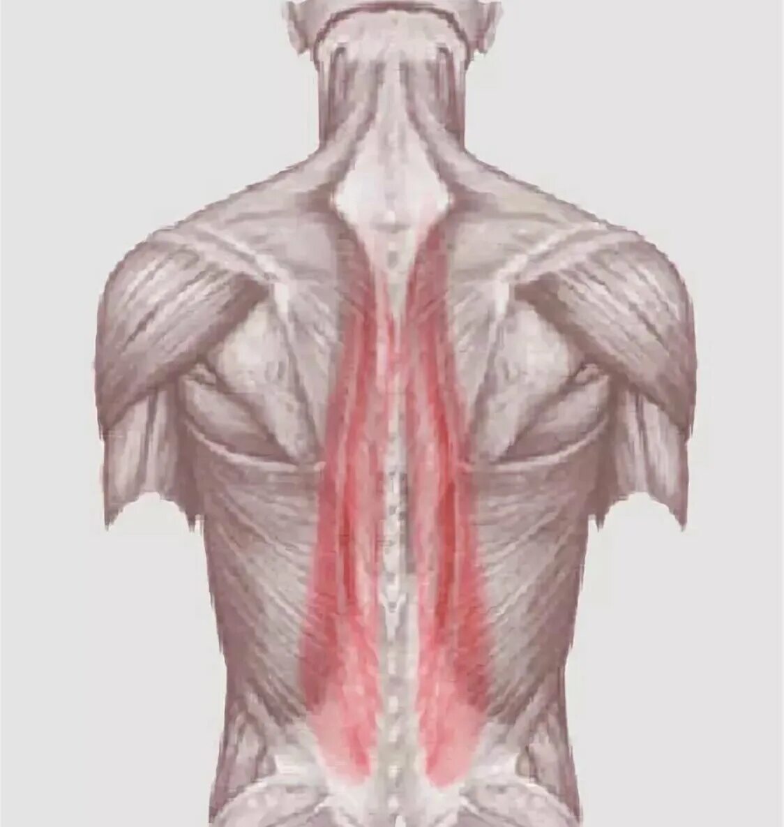 Мышцы разгибатели позвоночника. Мышцы разгибатели спины анатомия. Длинные мышцы спины разгибатели позвоночника. Позвоночный столб анатомия мышцы спины. Диффузные мышцы