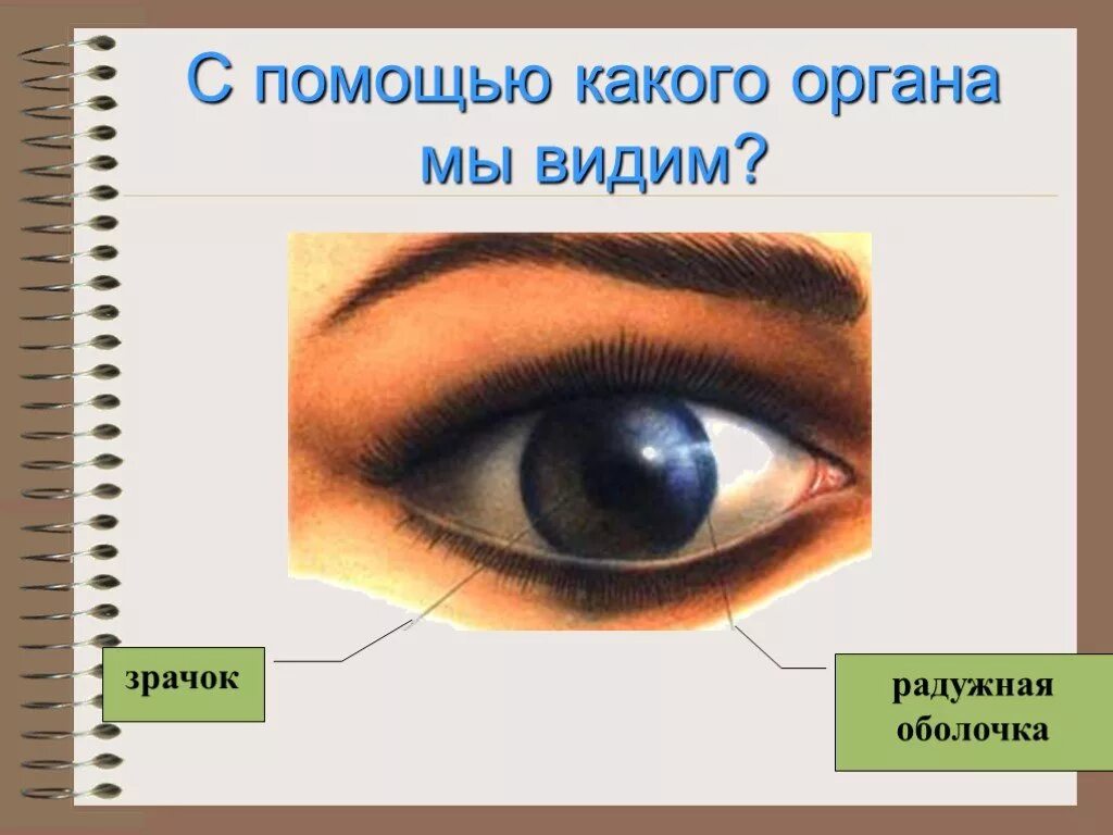 Что воспринимает световое изображение прошедшее через зрачок. Как человек воспринимает окружающий мир. С помощью чего человек воспринимает окружающий мир?. Как мы видим глазами. С помощью каких органов мы воспринимаем окружающий мир.