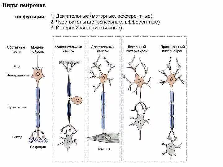 Афферентные нейроны располагаются в. Чувствительные афферентные нейроны. Строение афферентного нейрона. Клетки реншоу физиология. Процесс торможения в цнс.