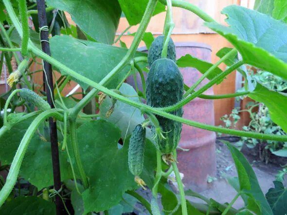Growing Straw Bale Cucumbers - A Simple Way To Grow A Great Crop! Cucumber plant