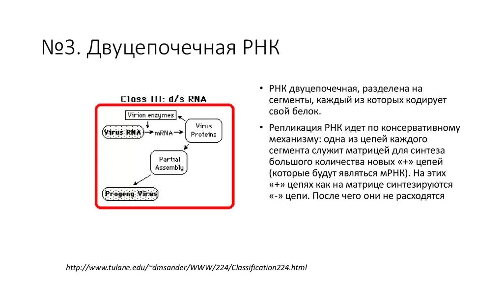 Рнк карт вход в личный кабинет. Жизненный цикл РНК содержащих вирусов. Репликация двуцепочечных РНК. Жизненный цикл РНК вируса схема. Содержит двуцепочечные ФРАГМЕНТЫ.