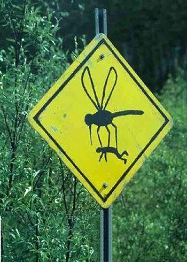 Комар несет человека. Странные знаки в лесу. Дорожные знаки комар. Убегает от пчел. Роль комара в природе.