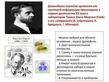 Т морган кратко