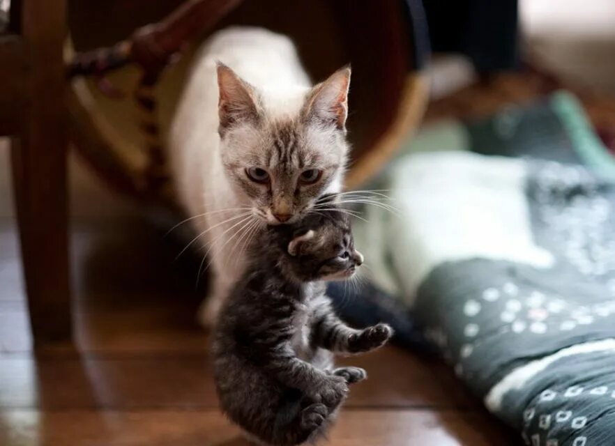 Кошки. Кошка нечеи котенка. Котенок за шкирку. Кошка несёт котёнка за загривок. Почему кошки мам мам