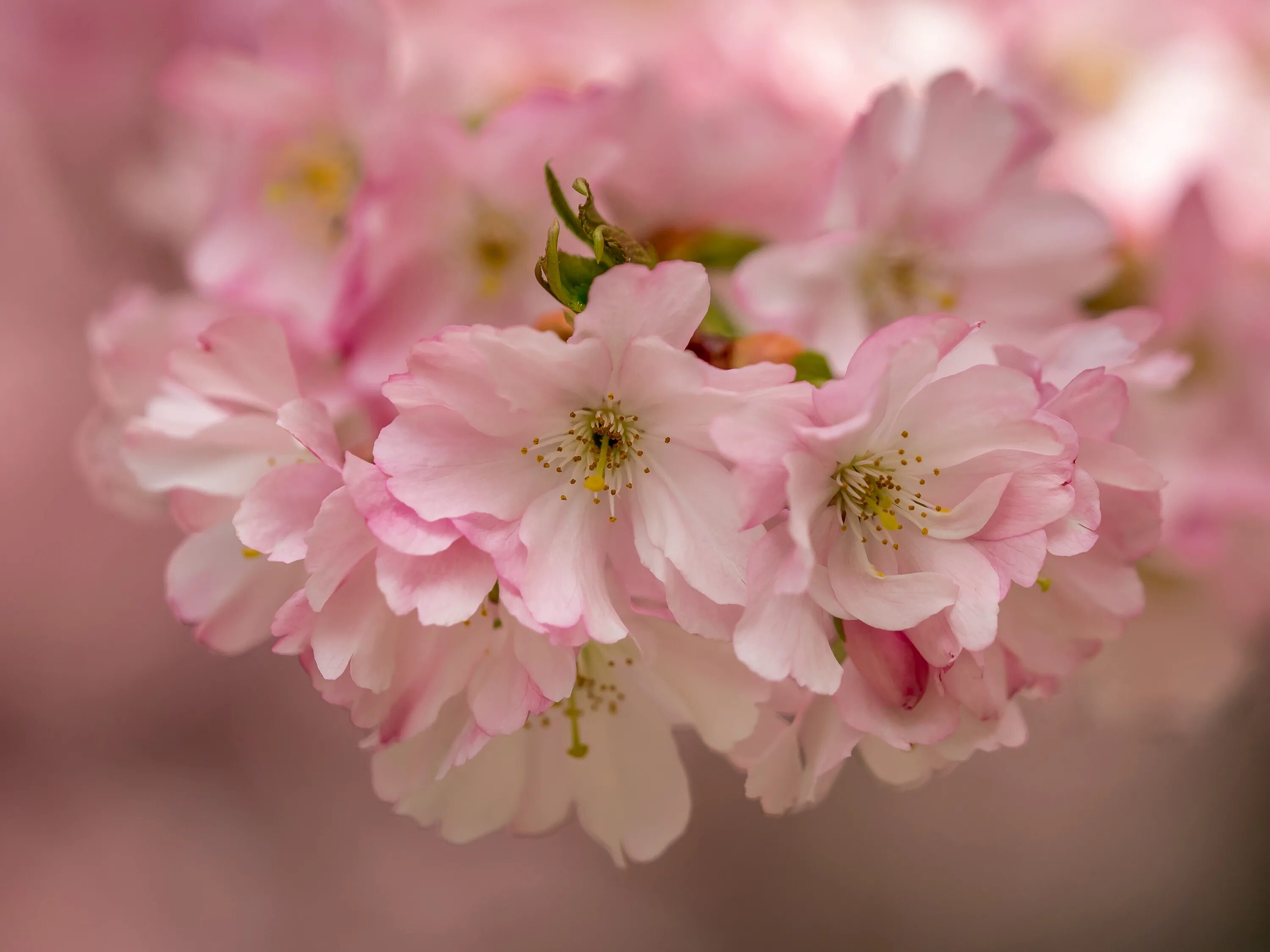 Фиалка Цветущая Сакура. Макроцветы Сакура. Сакура цветение растения. Цвет розовая сакура