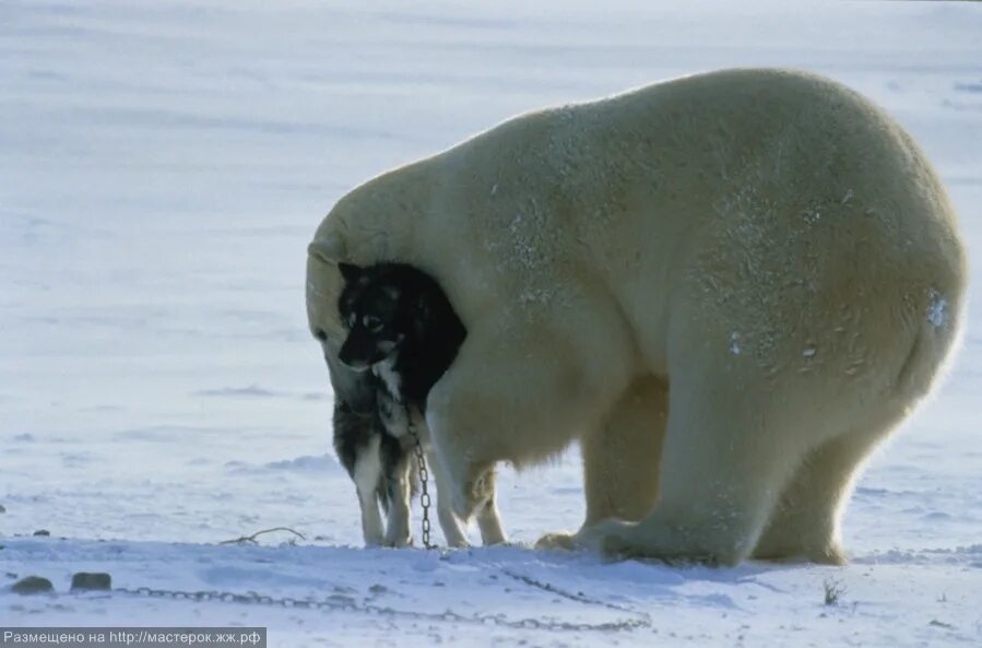Видео собака привела медведей. Белый медведь. Полярный медведь. Белые медведи на Аляске.