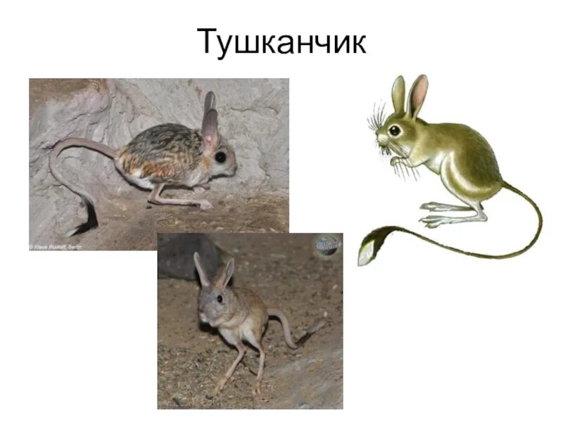 Численность тушканчиков и варанов как изменится