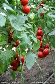 Томат красная стрела отзывы урожайность