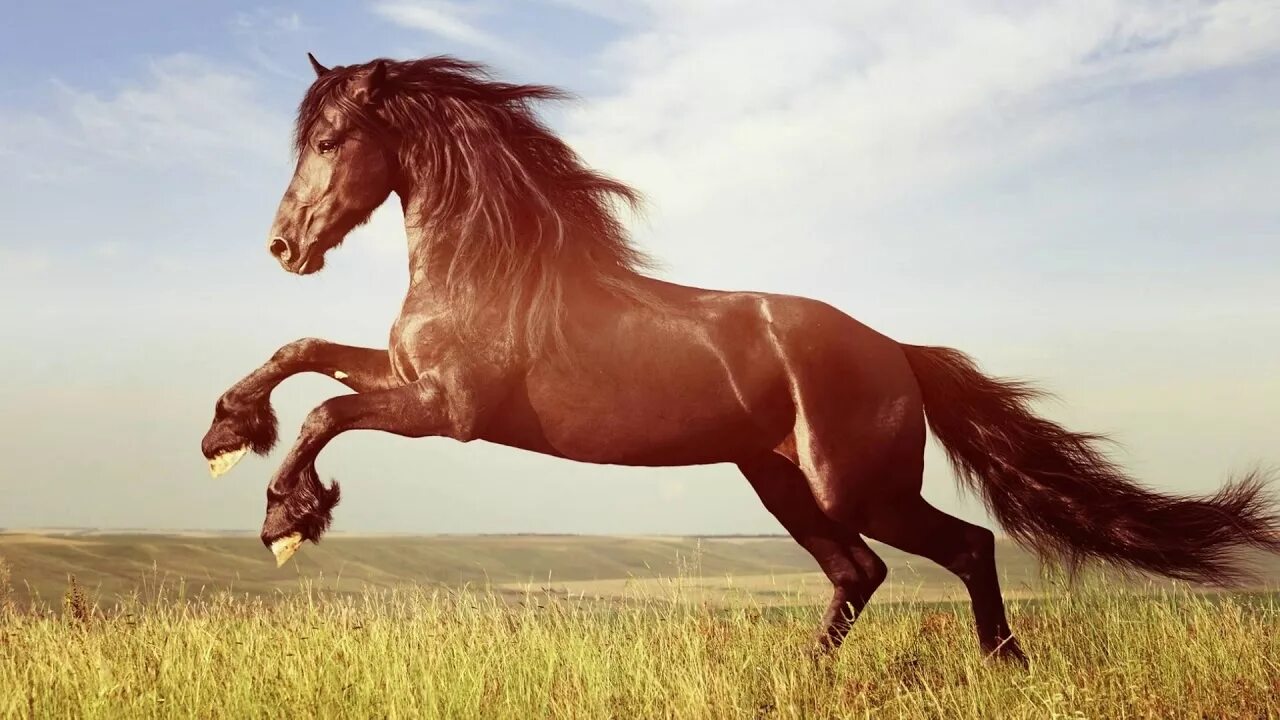 Песенка лошадка слушать. Молодая лошадь. Лошадь далеко. Конь ускакал. Молодые скакуны.