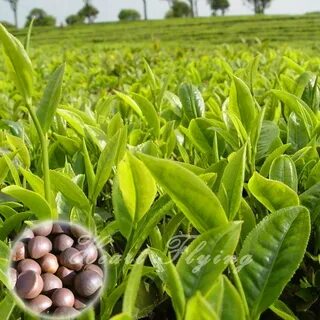 See plant