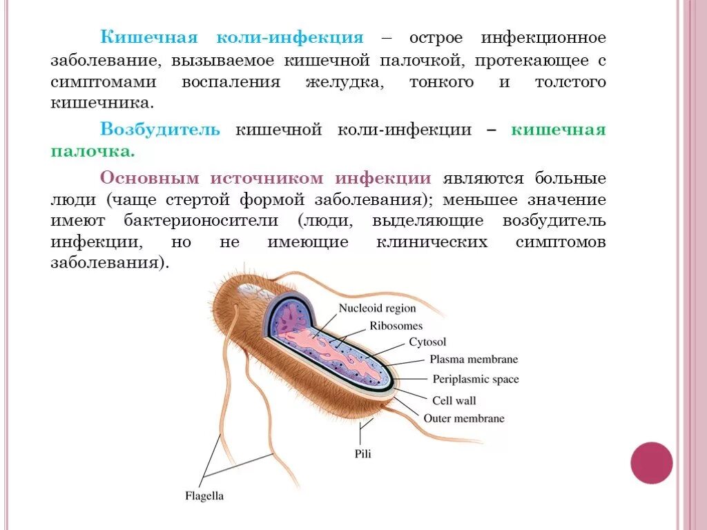 Кишечная палочка вызывает заболевания. Места локализации кишечной палочки. Возбудители кишечная кишечная палочка. Кишечная коли инфекция возбудитель. Эшерихия коли заболевания.