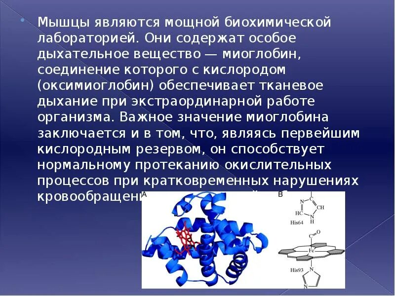 Какова функция миоглобина. Миоглобин структура. Роль миоглобина в организме человека. Синтез миоглобина. Миоглобин строение.