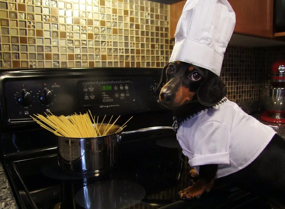 Собака повар. Собака готовит. Фартук "собака". Собака для поваров.
