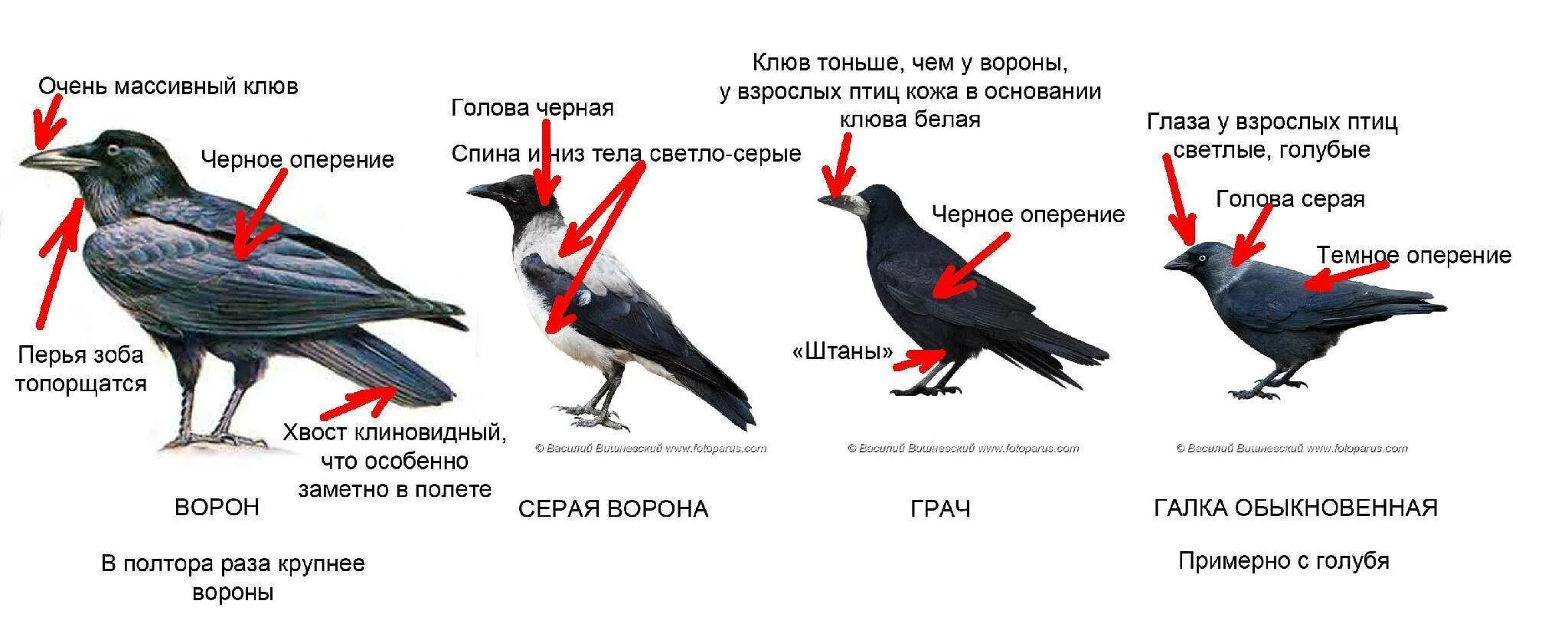 Грач и ворона отличия. Ворон Грач Галка отличия. Отличие Грача от черной вороны. Как отличить ворону от грача