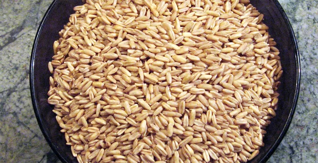 Овсянка резаная. Toasted oats. Обжаренные зерна пшеницы. Крупа овсяная цельнозерновая. Очищенный овес фото.
