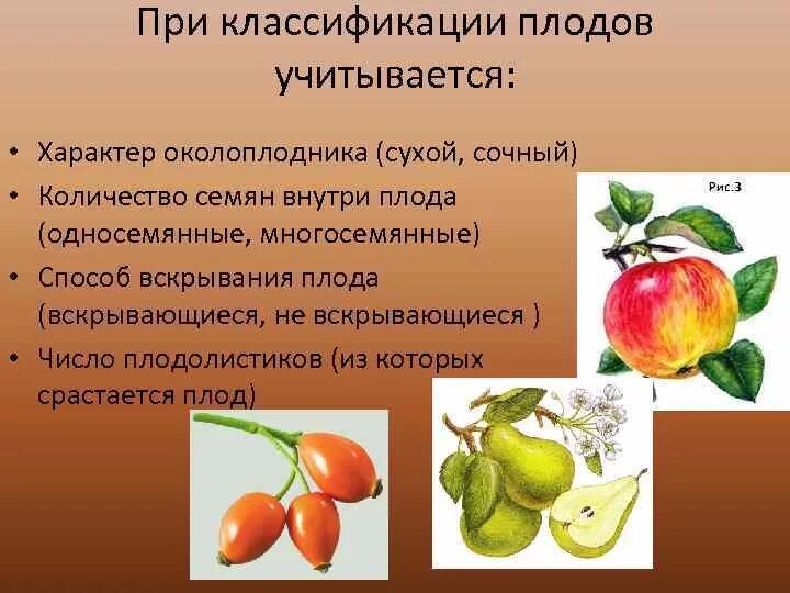 Внутри плодов созревают. Сухие и сочные плоды. Плоды классификация. Односемянные плоды. Классификация плодов по строению околоплодника.