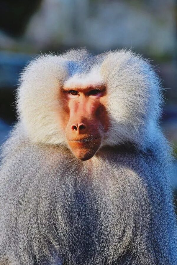 Monkey fur