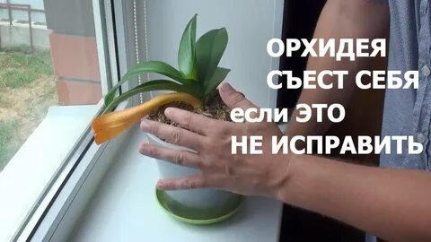 Почему орхидеи желтеют нижние