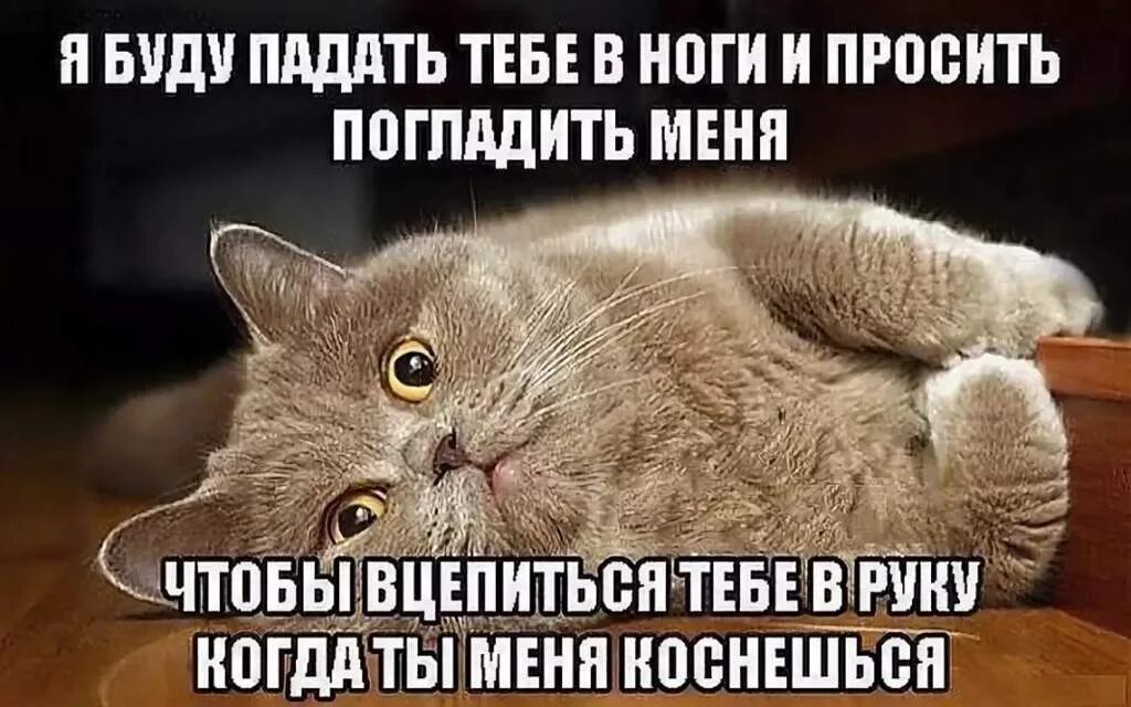 Ты гладишь меня говорят что все они